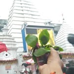 shivamsonipranjali profile picture