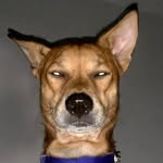 shivospaws profile picture