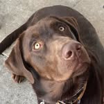 shmaxshmarder profile picture