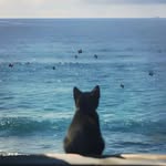shoeb_howlader profile picture