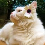 shohidul8609 profile picture