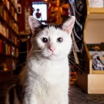 shopcatsofnewyork profile picture