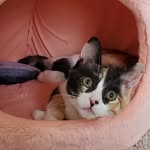 shotofmacchiato profile picture
