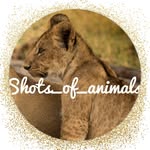 shots_of_animals profile picture