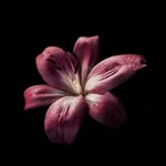 shravani_naik02 profile picture