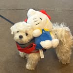 shyunn_oh profile picture