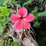 siddika484 profile picture