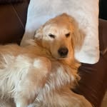 sidley_willis profile picture