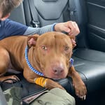 sid_the_pittie profile picture