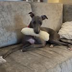siena_whippet profile picture
