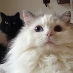 sileighties profile picture