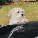 silkelabson profile picture