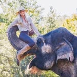 silkelephant profile picture