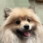 silkysmoothsablepom profile picture