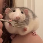silly_city_rats profile picture