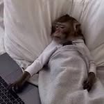 sillyt00ns profile picture