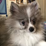 silverpomm profile picture