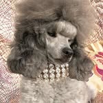 silverpoodlevintage profile picture
