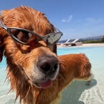 silvio_thegolden profile picture