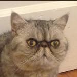 silvysprinkle profile picture