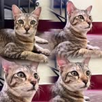simb.asurvivor profile picture