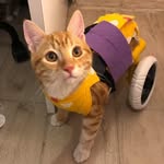 simba.sworld profile picture