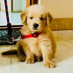 simbaagoldenboy profile picture