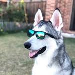 simbathehuskyboy profile picture