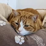 simonrogersnelson profile picture