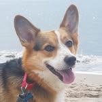 simonthecorgisays profile picture