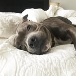 simon_the_staffy profile picture