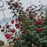 sinner_rose79 profile picture
