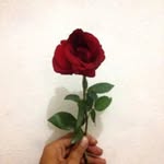 sipinkan profile picture