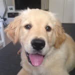 siralfred_goldenretriever profile picture