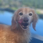 sir_angus_ues profile picture