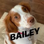 sirbailey_the_brittany profile picture