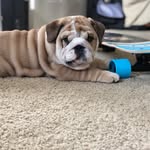 sir_banethebully profile picture