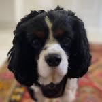 sir_chancelot_chance profile picture