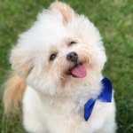 sirgeorgethemagnificent profile picture