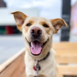 sirhenrymtl profile picture