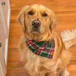 sirhudsonthegolden profile picture