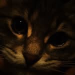 sirius_grey011 profile picture