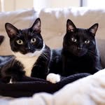 siriusly_black_cats profile picture