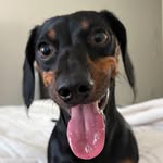 sirprestontheminidoxie profile picture