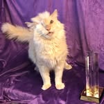 sirthomastrueheart profile picture