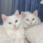 sis.twins profile picture