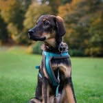sissi_the_romanian_rescue profile picture