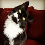 sister.tippy.cat profile picture