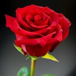 sjamal56 profile picture