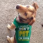 skittishdogs profile picture